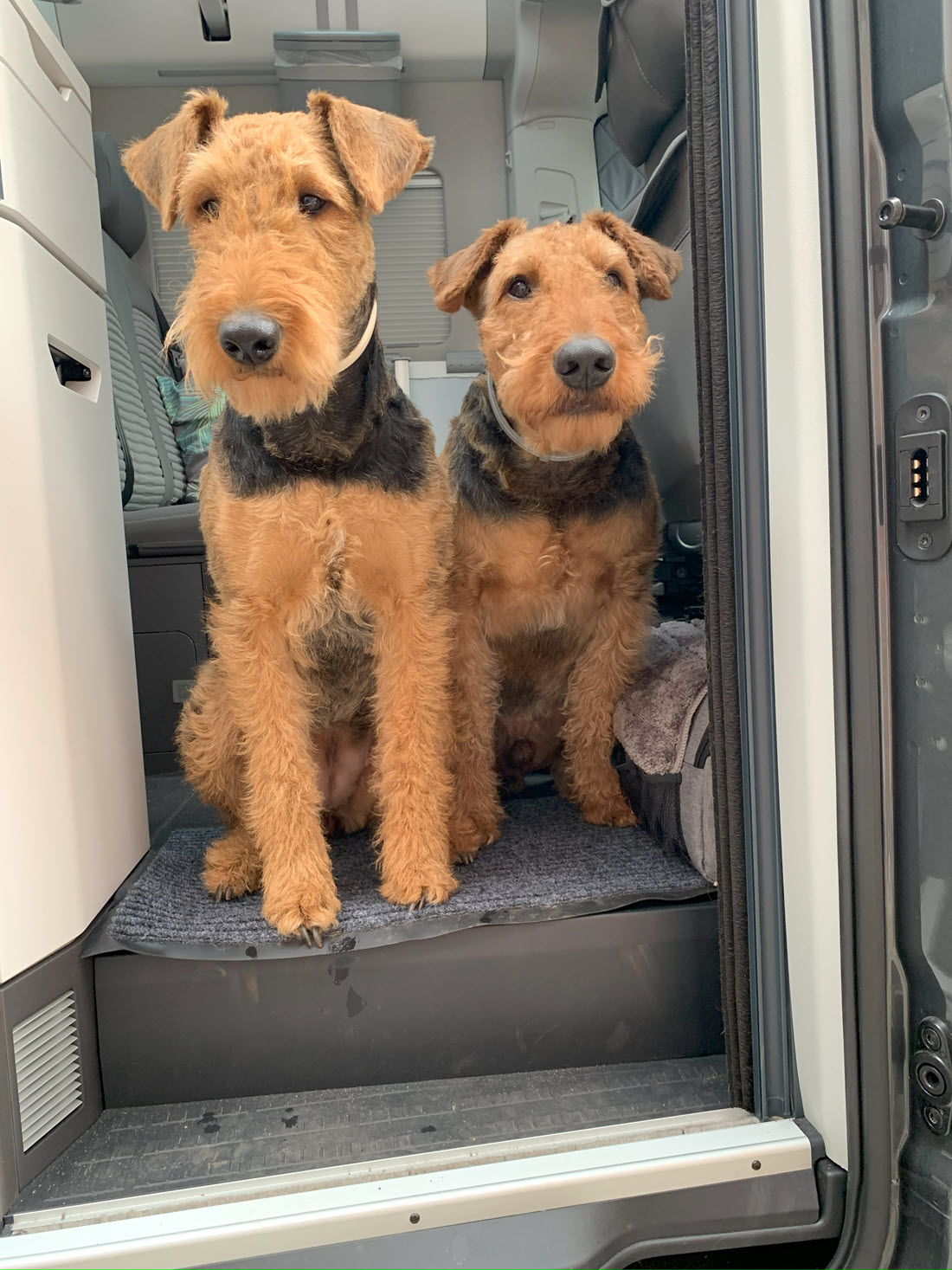 Airedale Terrier im Grand California 600