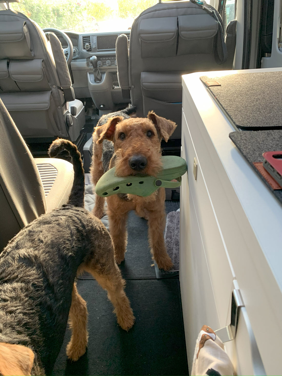 Airedale Terrier im Grand California 600